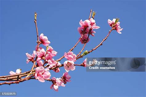 桃花圖|3,533 桃花 Stock Photos, High